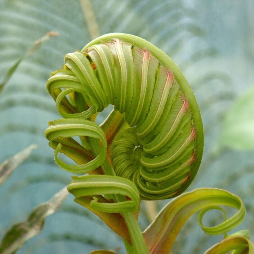 plant-unfurling-2